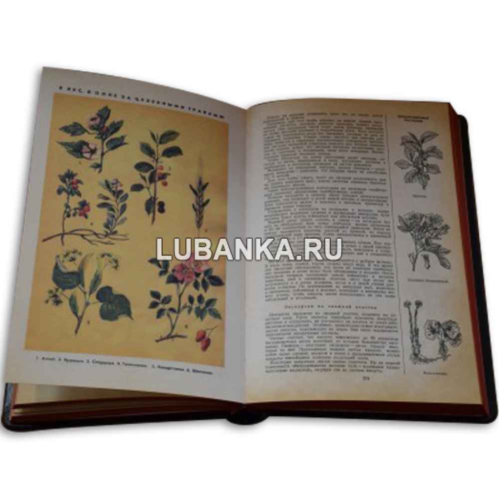 Книга «Книга Вожатого»